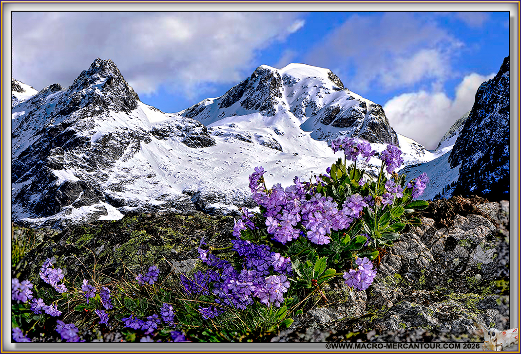Primev&egrave;res margin&eacute;es